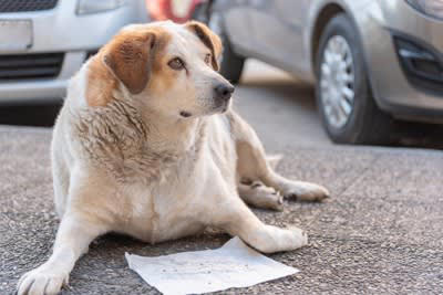 あなたの愛犬は大丈夫？犬の肥満の判断方法, 真上から見てくびれの有無を確認する, 横から腹部のつり上がりを確認する, 犬が太ってしまう理由, ごはんの量が適正でない, おやつやおすそ分けが多すぎる, 病気が隠れている, 犬の体型維持のコツ, おやつをあげる場合はごはんの量を調整する, おやつは量より回数, 必要運動量をしっかり確保する