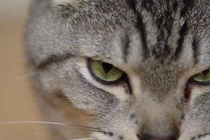 1.猫のように足から落ちる（スペインやポルトガル）, 2.猫に九生あり（英語圏）, 3.喉に猫がいる（フランス）, 4.猫の目のよう（日本）, 5.カバンから猫を出す（英語圏）, 6.猫がいないとネズミは遊ぶ（イギリスやロシア他）, 7.犬は人に付き、猫は家に付く（日本）, 8.猫を嫌う人には気をつけろ（アイルランド）