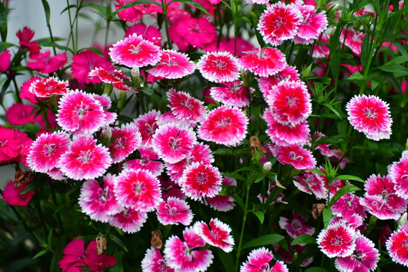 Dianthus, Tuberose, Butterfly Ginger, Lavender, Garden Phlox, Bearded Iris, Chocolate Flower, Oriental Hybrid Lilies, Lily of the Valley, Rosemary, Chocolate Cosmos, Hyacinths, Blue Phlox, Anise Hyssop