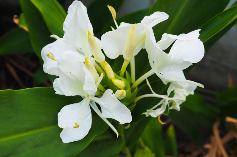 Dianthus, Tuberose, Butterfly Ginger, Lavender, Garden Phlox, Bearded Iris, Chocolate Flower, Oriental Hybrid Lilies, Lily of the Valley, Rosemary, Chocolate Cosmos, Hyacinths, Blue Phlox, Anise Hyssop