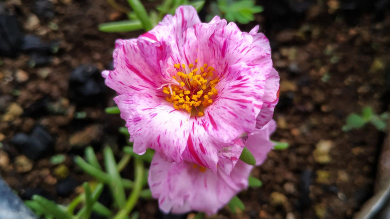Nasturtium, Baby's breath, Marigold, Calendula, Portulaca, Sunflower, Johnny Jump Up Viola, Tithonia, Bachelor button
