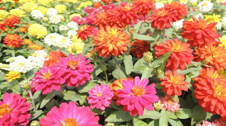 Nasturtium, Baby's breath, Marigold, Calendula, Portulaca, Sunflower, Johnny Jump Up Viola, Tithonia, Bachelor button