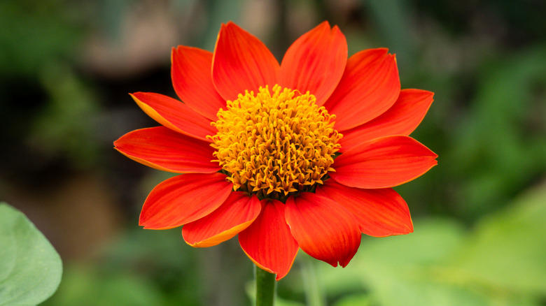 Nasturtium, Baby's breath, Marigold, Calendula, Portulaca, Sunflower, Johnny Jump Up Viola, Tithonia, Bachelor button
