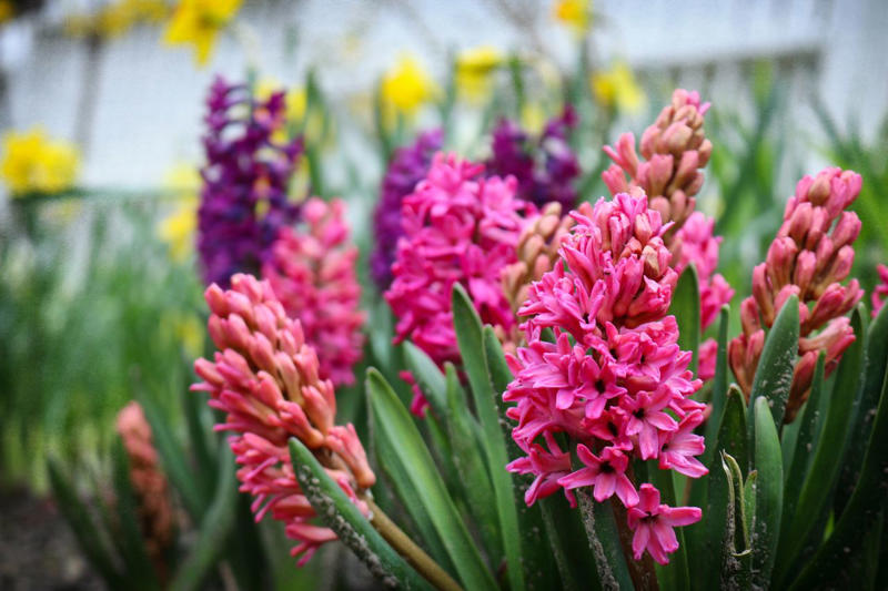 Dianthus, Tuberose, Butterfly Ginger, Lavender, Garden Phlox, Bearded Iris, Chocolate Flower, Oriental Hybrid Lilies, Lily of the Valley, Rosemary, Chocolate Cosmos, Hyacinths, Blue Phlox, Anise Hyssop
