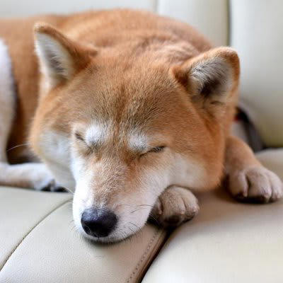 犬の死亡原因で最も多いのは？, 愛犬の健康寿命を延ばすためにできることは？, 1.バランスの取れた食事を適量与える, 2.適度な運動をする, 3.ストレスを軽減する, 4.適切な頻度でお手入れをする, 5.定期的に健康診断を受ける