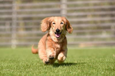 犬の死亡原因で最も多いのは？, 愛犬の健康寿命を延ばすためにできることは？, 1.バランスの取れた食事を適量与える, 2.適度な運動をする, 3.ストレスを軽減する, 4.適切な頻度でお手入れをする, 5.定期的に健康診断を受ける