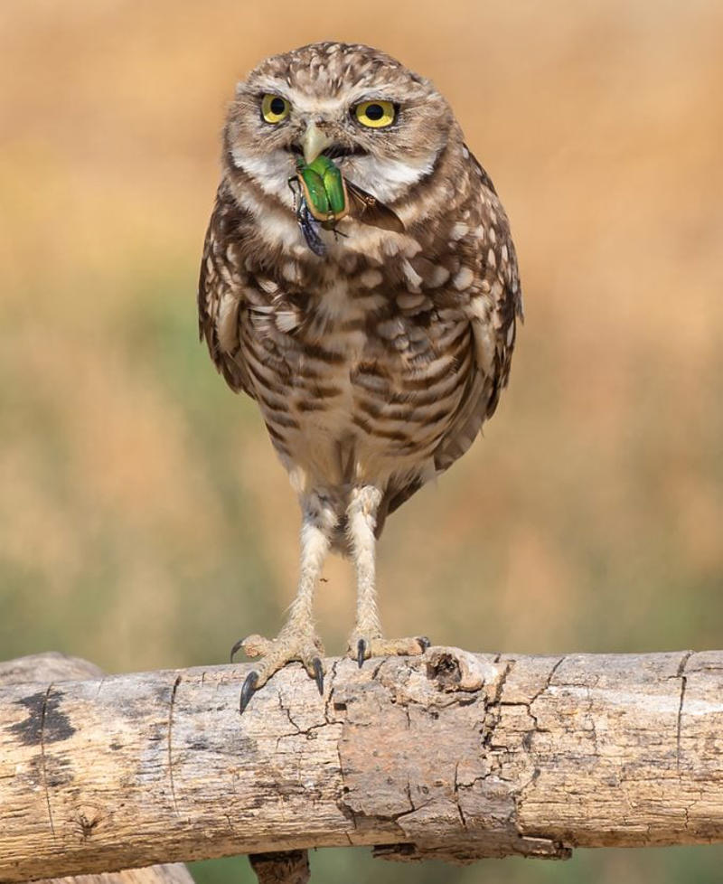What Sounds Do Burrowing Owls Make?, What Do Burrowing Owls Eat?, Where Do Burrowing Owls Nest?, Can Burrowing Owls Fly?, They Form Lifelong Bonds, Burrowing Owl Nickname, These Owls Are Active in Daytime, Range Map: Where Do Burrowing Owls Live?, Burrowing Owl Habitat