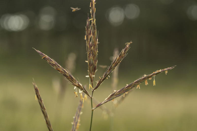 Prairie Dropseed, Little Bluestem, Sideoats Grama, Blue Grama, Tufted Hairgrass, Indiangrass, Big Bluestem, Switchgrass, Northern Sea Oats, Deergrass