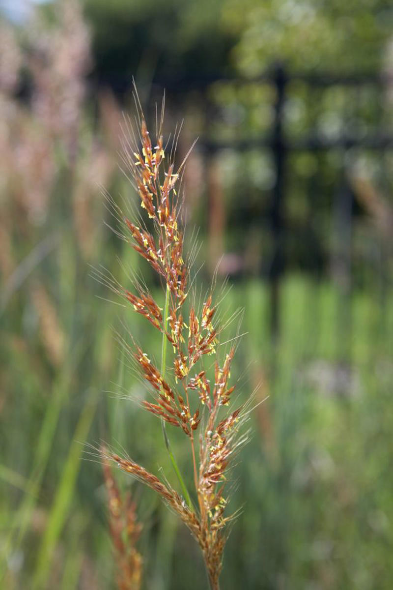 Prairie Dropseed, Little Bluestem, Sideoats Grama, Blue Grama, Tufted Hairgrass, Indiangrass, Big Bluestem, Switchgrass, Northern Sea Oats, Deergrass
