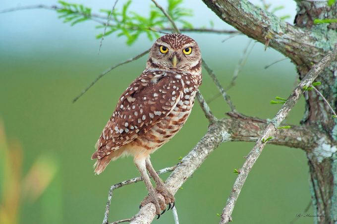 What Sounds Do Burrowing Owls Make?, What Do Burrowing Owls Eat?, Where Do Burrowing Owls Nest?, Can Burrowing Owls Fly?, They Form Lifelong Bonds, Burrowing Owl Nickname, These Owls Are Active in Daytime, Range Map: Where Do Burrowing Owls Live?, Burrowing Owl Habitat