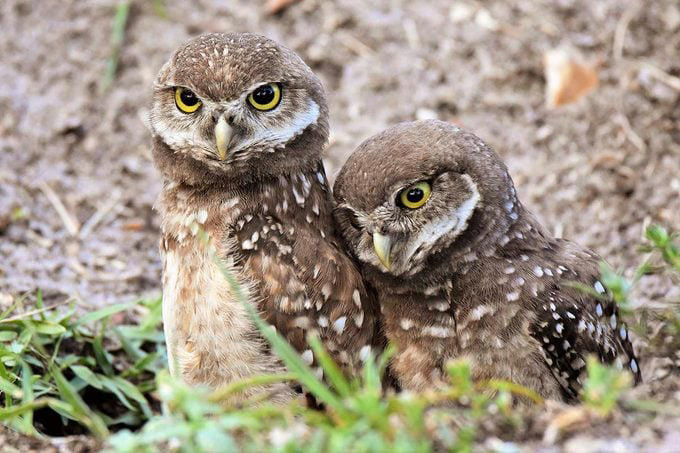 What Sounds Do Burrowing Owls Make?, What Do Burrowing Owls Eat?, Where Do Burrowing Owls Nest?, Can Burrowing Owls Fly?, They Form Lifelong Bonds, Burrowing Owl Nickname, These Owls Are Active in Daytime, Range Map: Where Do Burrowing Owls Live?, Burrowing Owl Habitat