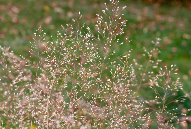 Prairie Dropseed, Little Bluestem, Sideoats Grama, Blue Grama, Tufted Hairgrass, Indiangrass, Big Bluestem, Switchgrass, Northern Sea Oats, Deergrass