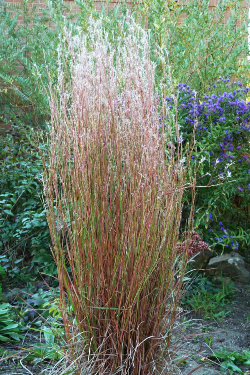 Prairie Dropseed, Little Bluestem, Sideoats Grama, Blue Grama, Tufted Hairgrass, Indiangrass, Big Bluestem, Switchgrass, Northern Sea Oats, Deergrass