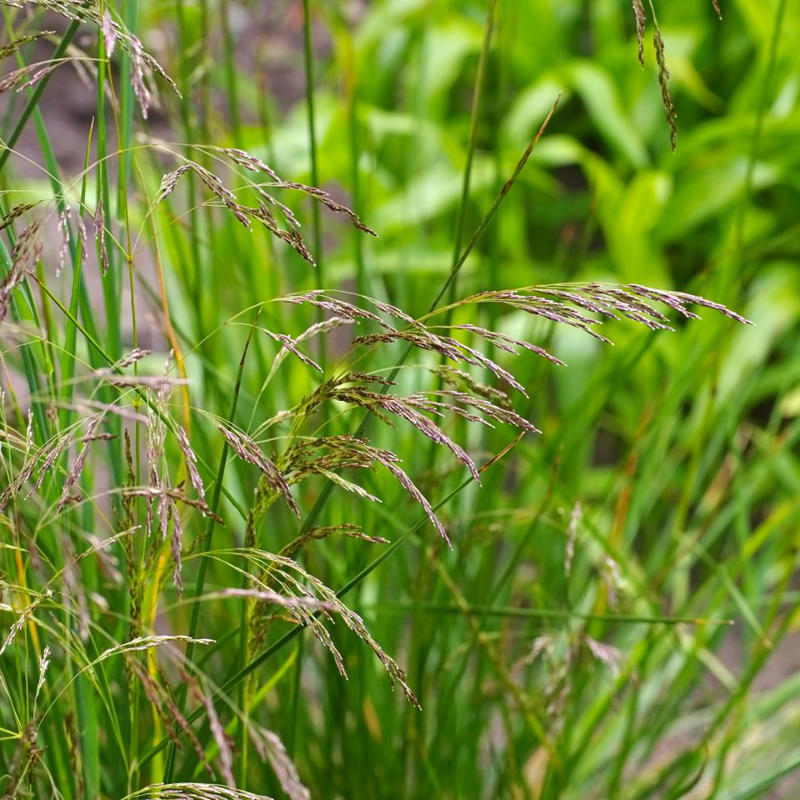 Prairie Dropseed, Little Bluestem, Sideoats Grama, Blue Grama, Tufted Hairgrass, Indiangrass, Big Bluestem, Switchgrass, Northern Sea Oats, Deergrass