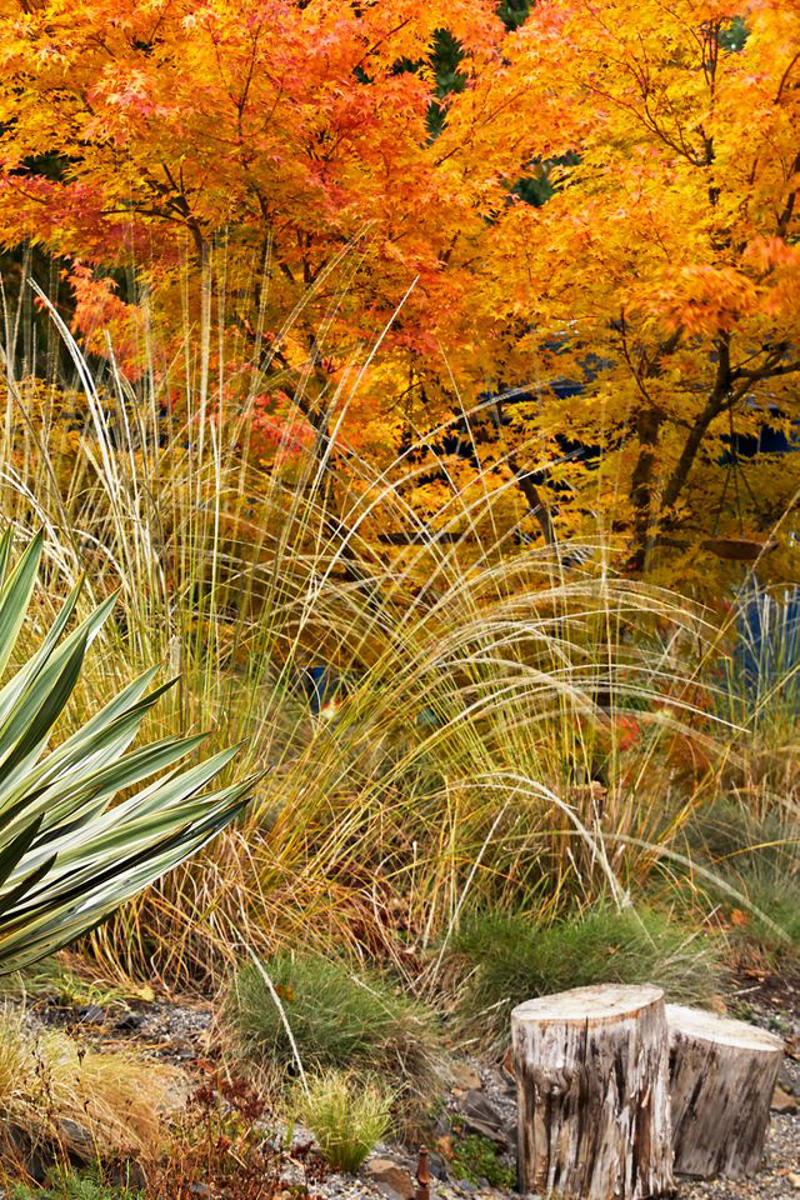 Prairie Dropseed, Little Bluestem, Sideoats Grama, Blue Grama, Tufted Hairgrass, Indiangrass, Big Bluestem, Switchgrass, Northern Sea Oats, Deergrass