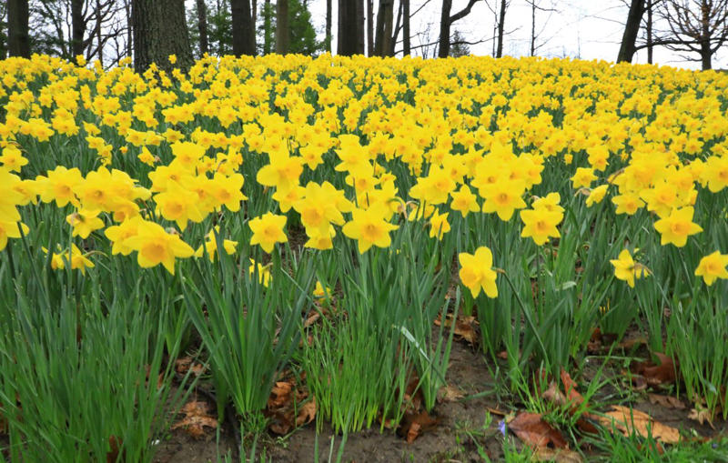 Switchgrass, Flowering Quince, Daffodils, Autumn Sage, Russian Sage, Oakleaf Hydrangea, Deciduous Holly, Turk’s Cap, Threadleaf Coreopsis, Hellebore, Fragrant Sumac, Bearded Iris
