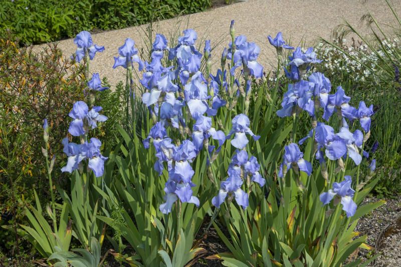 Switchgrass, Flowering Quince, Daffodils, Autumn Sage, Russian Sage, Oakleaf Hydrangea, Deciduous Holly, Turk’s Cap, Threadleaf Coreopsis, Hellebore, Fragrant Sumac, Bearded Iris