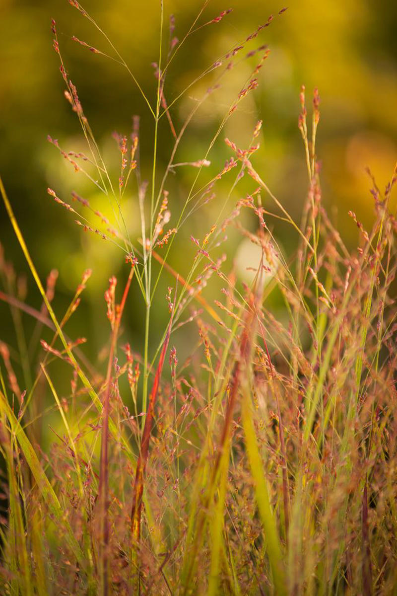 Prairie Dropseed, Little Bluestem, Sideoats Grama, Blue Grama, Tufted Hairgrass, Indiangrass, Big Bluestem, Switchgrass, Northern Sea Oats, Deergrass