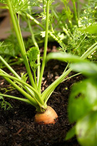 Types of Peas, How and When to Plant Peas, Pests and Problems , How to Propagate Peas, Types of Peas, Companion Plants for Peas, Garden Plan for Peas