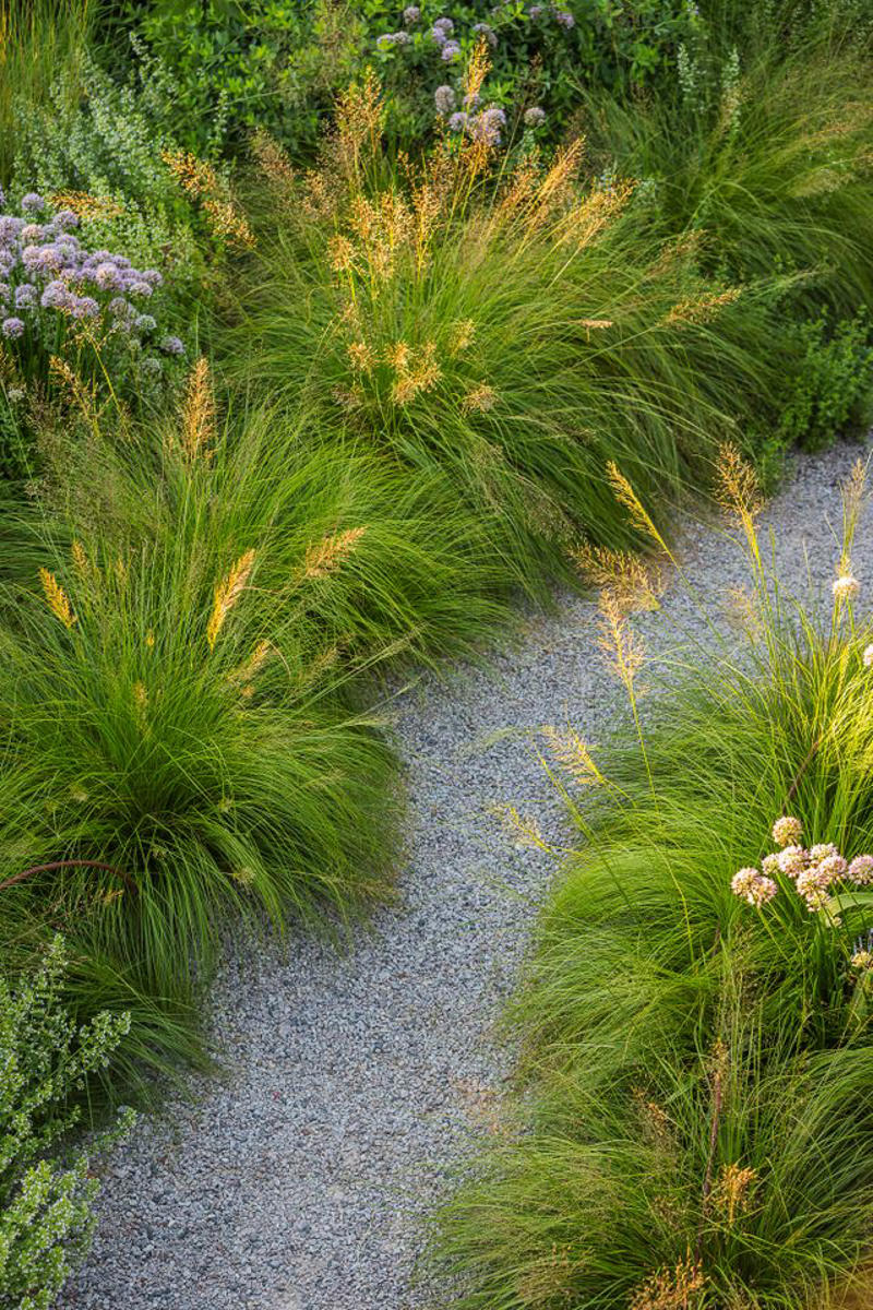 Prairie Dropseed, Little Bluestem, Sideoats Grama, Blue Grama, Tufted Hairgrass, Indiangrass, Big Bluestem, Switchgrass, Northern Sea Oats, Deergrass