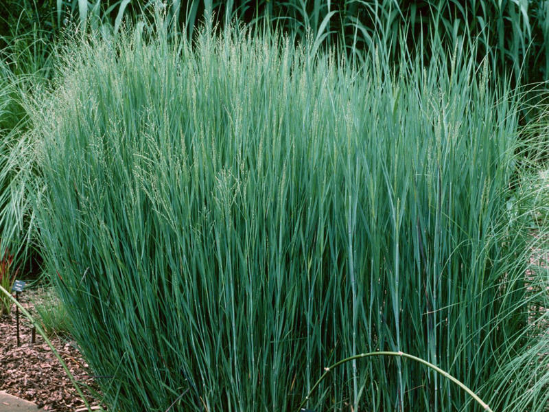 Switchgrass, Flowering Quince, Daffodils, Autumn Sage, Russian Sage, Oakleaf Hydrangea, Deciduous Holly, Turk’s Cap, Threadleaf Coreopsis, Hellebore, Fragrant Sumac, Bearded Iris