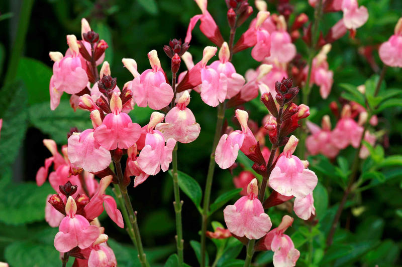 Switchgrass, Flowering Quince, Daffodils, Autumn Sage, Russian Sage, Oakleaf Hydrangea, Deciduous Holly, Turk’s Cap, Threadleaf Coreopsis, Hellebore, Fragrant Sumac, Bearded Iris