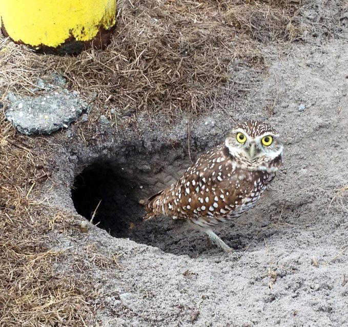 What Sounds Do Burrowing Owls Make?, What Do Burrowing Owls Eat?, Where Do Burrowing Owls Nest?, Can Burrowing Owls Fly?, They Form Lifelong Bonds, Burrowing Owl Nickname, These Owls Are Active in Daytime, Range Map: Where Do Burrowing Owls Live?, Burrowing Owl Habitat