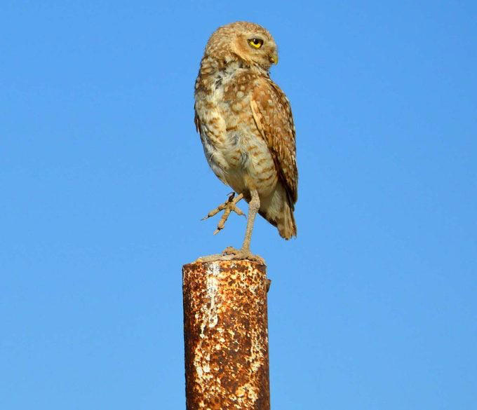 What Sounds Do Burrowing Owls Make?, What Do Burrowing Owls Eat?, Where Do Burrowing Owls Nest?, Can Burrowing Owls Fly?, They Form Lifelong Bonds, Burrowing Owl Nickname, These Owls Are Active in Daytime, Range Map: Where Do Burrowing Owls Live?, Burrowing Owl Habitat