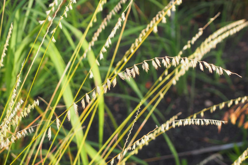 Prairie Dropseed, Little Bluestem, Sideoats Grama, Blue Grama, Tufted Hairgrass, Indiangrass, Big Bluestem, Switchgrass, Northern Sea Oats, Deergrass