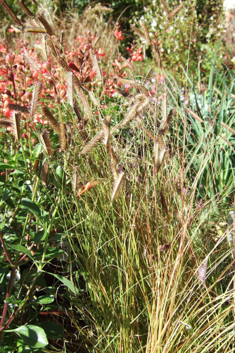 Prairie Dropseed, Little Bluestem, Sideoats Grama, Blue Grama, Tufted Hairgrass, Indiangrass, Big Bluestem, Switchgrass, Northern Sea Oats, Deergrass