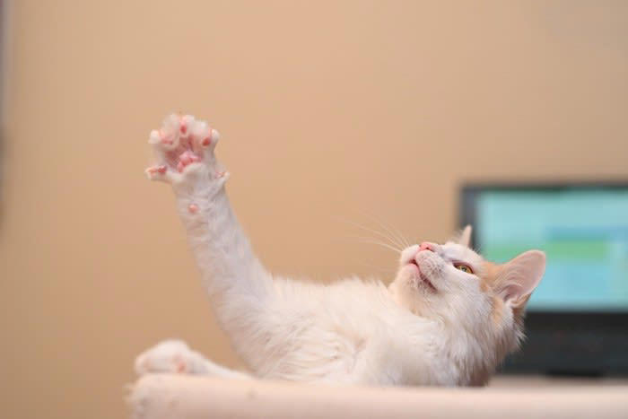 猫が『片手をあげている』ときの理由, 1.リラックスや様子見のサイン, 2.狩猟本能による静止ポーズ, 3.軽い違和感や温度調整, 猫が片手をあげるときの注意すべきケースとは？