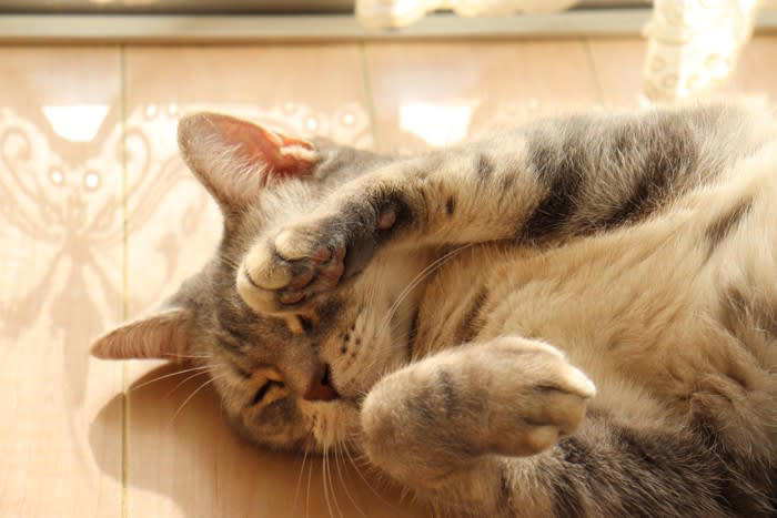 猫が『片手をあげている』ときの理由, 1.リラックスや様子見のサイン, 2.狩猟本能による静止ポーズ, 3.軽い違和感や温度調整, 猫が片手をあげるときの注意すべきケースとは？