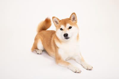 犬が伏せた状態でしっぽを振る理由, 1.リラックスして安心している, 2.甘えたい気持ちをアピールしている, 3.遊びに誘いたいと思っている, 4.友好的な気持ちと少しの警戒心がある, 犬が伏せた状態でしっぽを振るときの注意点
