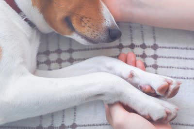 犬の死亡原因で最も多いのは？, 愛犬の健康寿命を延ばすためにできることは？, 1.バランスの取れた食事を適量与える, 2.適度な運動をする, 3.ストレスを軽減する, 4.適切な頻度でお手入れをする, 5.定期的に健康診断を受ける