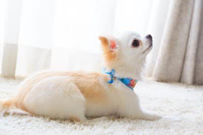 犬が伏せた状態でしっぽを振る理由, 1.リラックスして安心している, 2.甘えたい気持ちをアピールしている, 3.遊びに誘いたいと思っている, 4.友好的な気持ちと少しの警戒心がある, 犬が伏せた状態でしっぽを振るときの注意点