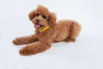 犬が伏せた状態でしっぽを振る理由, 1.リラックスして安心している, 2.甘えたい気持ちをアピールしている, 3.遊びに誘いたいと思っている, 4.友好的な気持ちと少しの警戒心がある, 犬が伏せた状態でしっぽを振るときの注意点