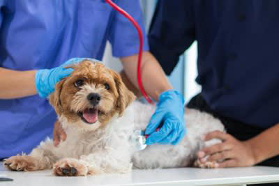 犬の死亡原因で最も多いのは？, 愛犬の健康寿命を延ばすためにできることは？, 1.バランスの取れた食事を適量与える, 2.適度な運動をする, 3.ストレスを軽減する, 4.適切な頻度でお手入れをする, 5.定期的に健康診断を受ける