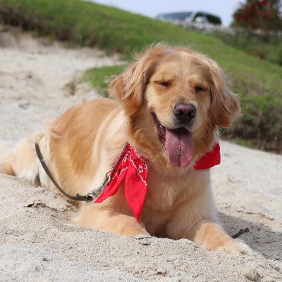 犬が伏せた状態でしっぽを振る理由, 1.リラックスして安心している, 2.甘えたい気持ちをアピールしている, 3.遊びに誘いたいと思っている, 4.友好的な気持ちと少しの警戒心がある, 犬が伏せた状態でしっぽを振るときの注意点