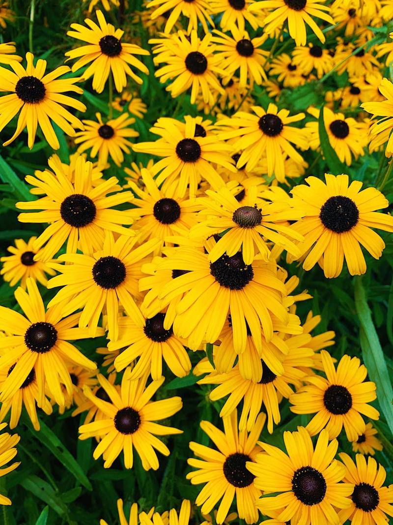 Echinacea, Solomon’s Seal, Ninebark, Black-Eyed Susans