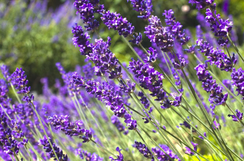 Dianthus, Tuberose, Butterfly Ginger, Lavender, Garden Phlox, Bearded Iris, Chocolate Flower, Oriental Hybrid Lilies, Lily of the Valley, Rosemary, Chocolate Cosmos, Hyacinths, Blue Phlox, Anise Hyssop