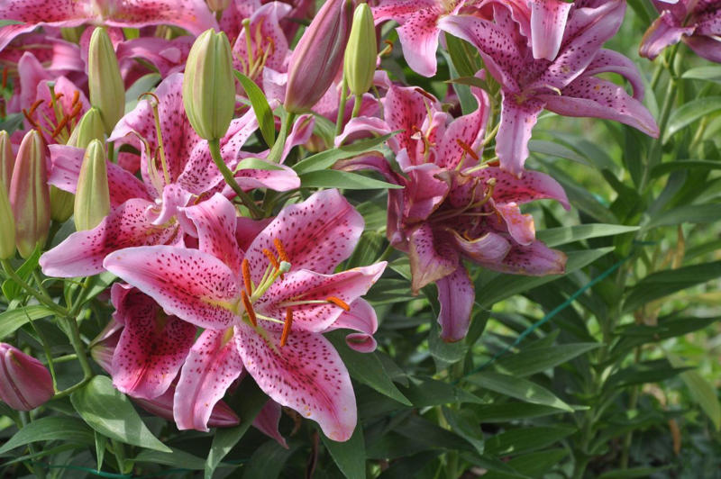 Dianthus, Tuberose, Butterfly Ginger, Lavender, Garden Phlox, Bearded Iris, Chocolate Flower, Oriental Hybrid Lilies, Lily of the Valley, Rosemary, Chocolate Cosmos, Hyacinths, Blue Phlox, Anise Hyssop