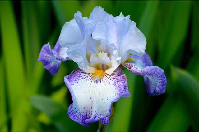 Dianthus, Tuberose, Butterfly Ginger, Lavender, Garden Phlox, Bearded Iris, Chocolate Flower, Oriental Hybrid Lilies, Lily of the Valley, Rosemary, Chocolate Cosmos, Hyacinths, Blue Phlox, Anise Hyssop