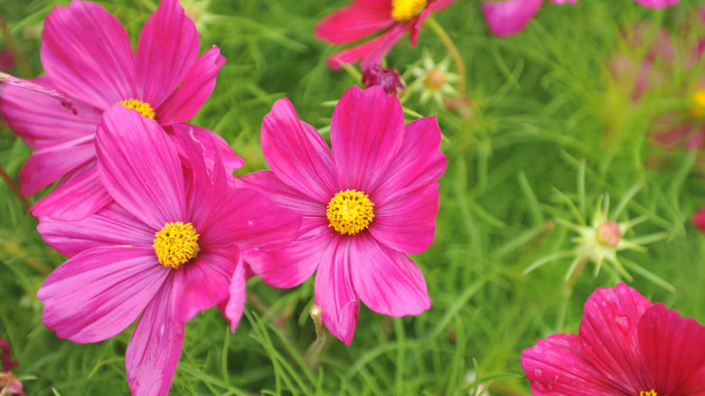 Nasturtium, Baby's breath, Marigold, Calendula, Portulaca, Sunflower, Johnny Jump Up Viola, Tithonia, Bachelor button