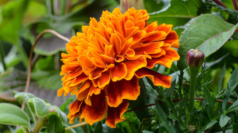 Nasturtium, Baby's breath, Marigold, Calendula, Portulaca, Sunflower, Johnny Jump Up Viola, Tithonia, Bachelor button