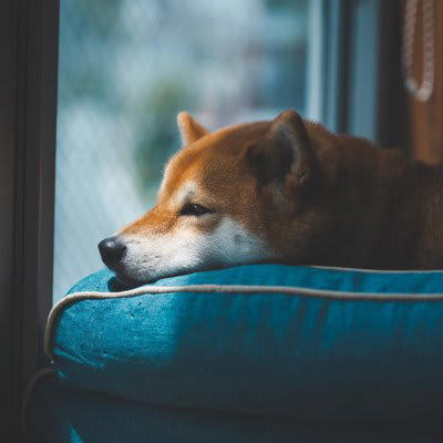 犬が意気消沈しているときのNG行為, 1.冷たい態度をとること, 2.無理に元気づけようとすること, 3.過剰に構うこと, 4.過去と比較すること, 愛犬の元気がない場合の適切な接し方