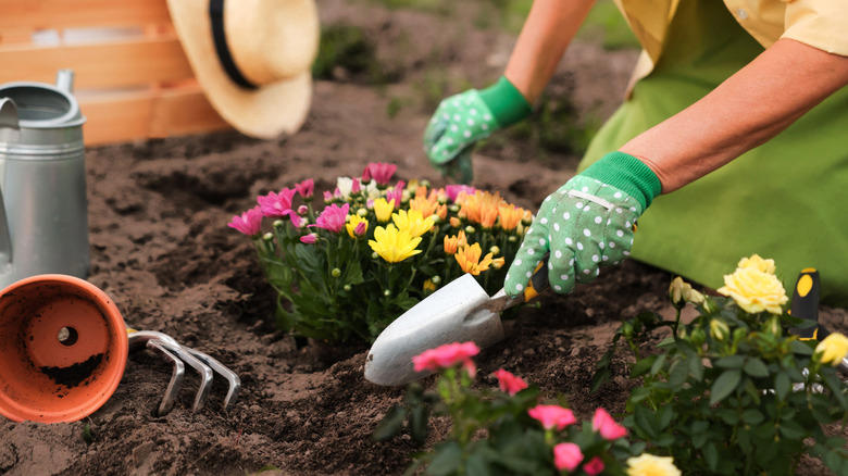 Nasturtium, Baby's breath, Marigold, Calendula, Portulaca, Sunflower, Johnny Jump Up Viola, Tithonia, Bachelor button