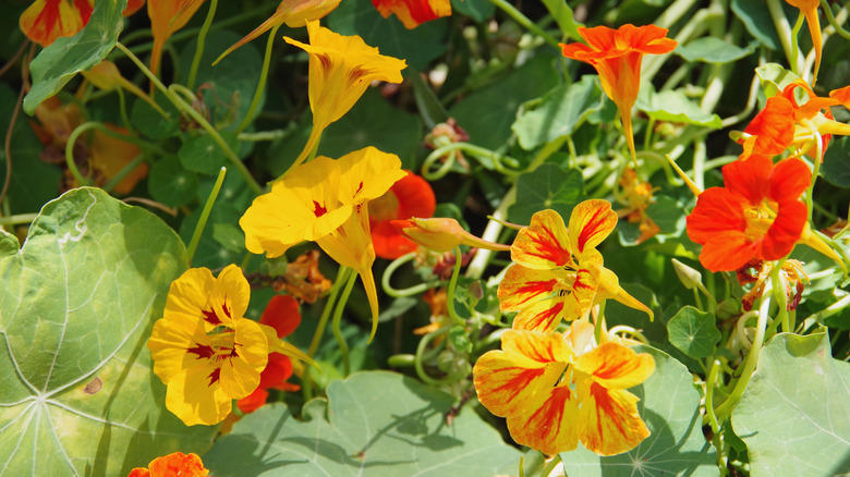 Nasturtium, Baby's breath, Marigold, Calendula, Portulaca, Sunflower, Johnny Jump Up Viola, Tithonia, Bachelor button