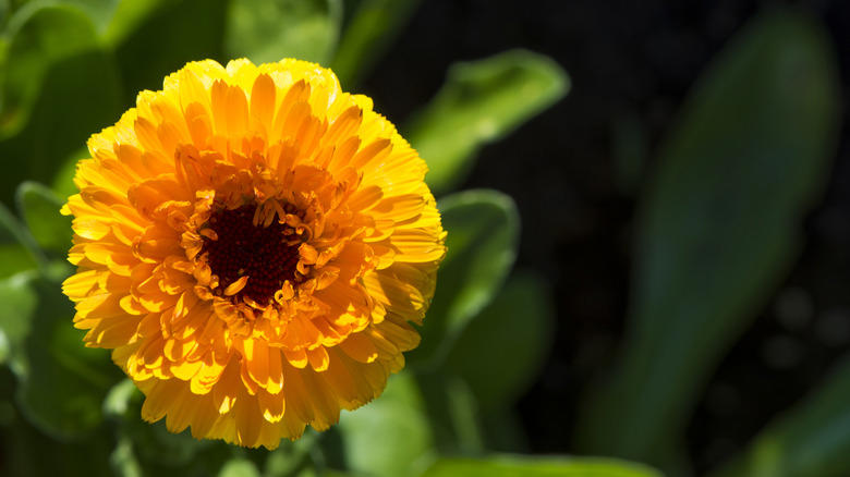 Nasturtium, Baby's breath, Marigold, Calendula, Portulaca, Sunflower, Johnny Jump Up Viola, Tithonia, Bachelor button