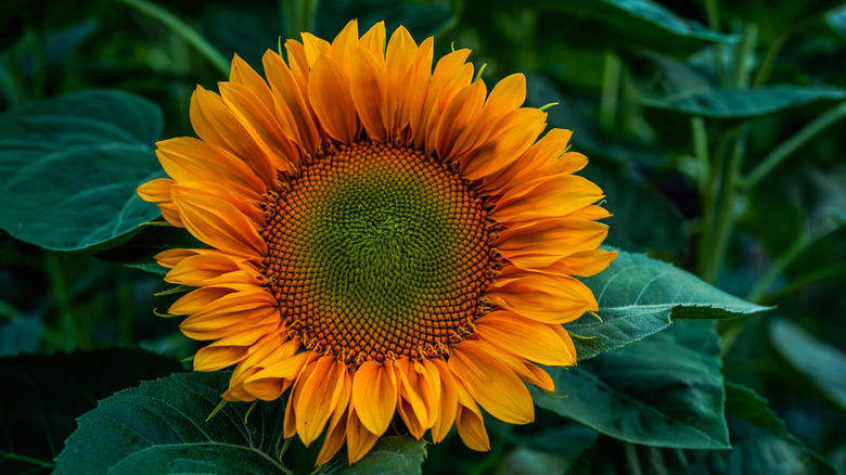 Nasturtium, Baby's breath, Marigold, Calendula, Portulaca, Sunflower, Johnny Jump Up Viola, Tithonia, Bachelor button