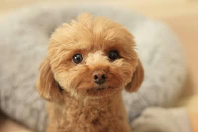 犬が気を遣っているときにみせる行動5つ, 1.そっと寄り添って静かにそばにいる, 2.顔を覗き込む・表情をうかがう, 3.手や顔を舐める・鼻先をくっつける, 4.少し距離を置いて静かに待つ, 5.クレートやベッドで大人しくしている, 犬にも“思いやり”はあるの？